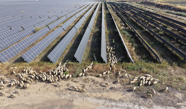 IC Enterra "Güneş Otlatma" ile doğal arazi yönetimi sağlıyor