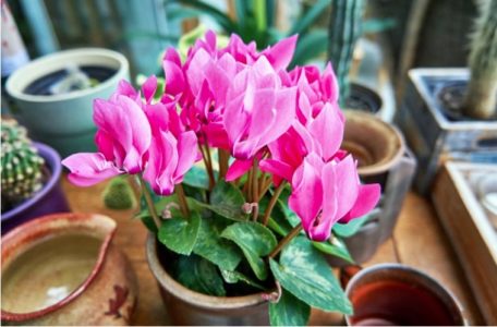 Siklamen çiçeği bakımı nasıl yapılır? Siklamen özellikleri