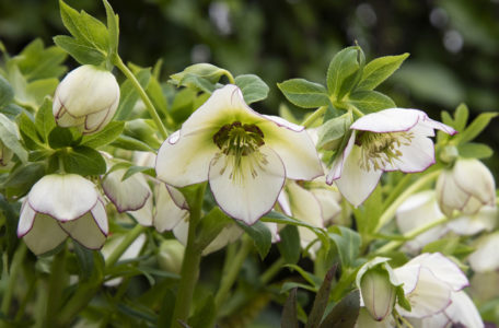 Noel gülü çiçeği (Helleborus) özellikleri nelerdir? Kışın iddialısı!