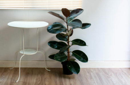 Kauçuk çiçeği bakımı: Sulama, çoğaltma ve tüm püf noktalar