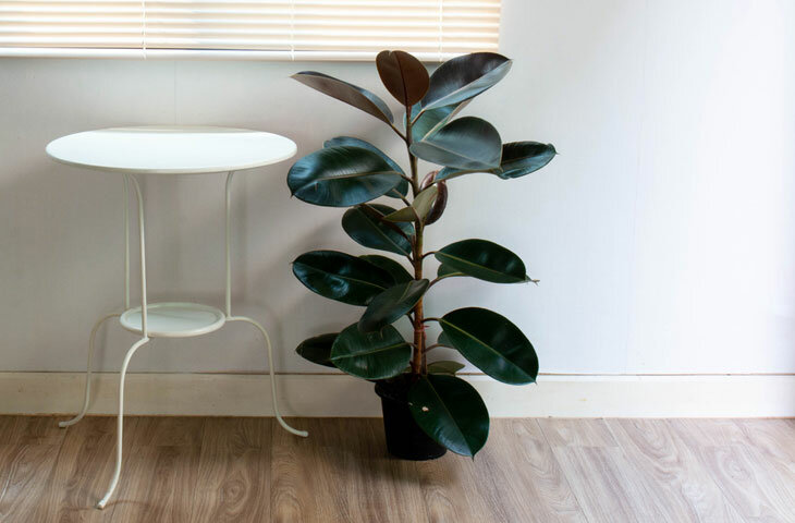 Kauçuk çiçeği bakımı: Sulama, çoğaltma ve tüm püf noktalar Haberi