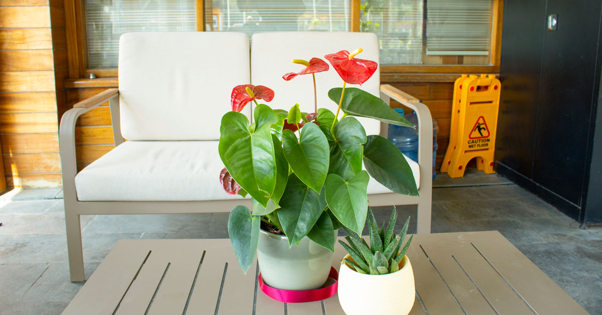Antoryum çiçeği bakımı nasıl yapılır? (Anthurium) saksısı nasıl olmalı Haberi