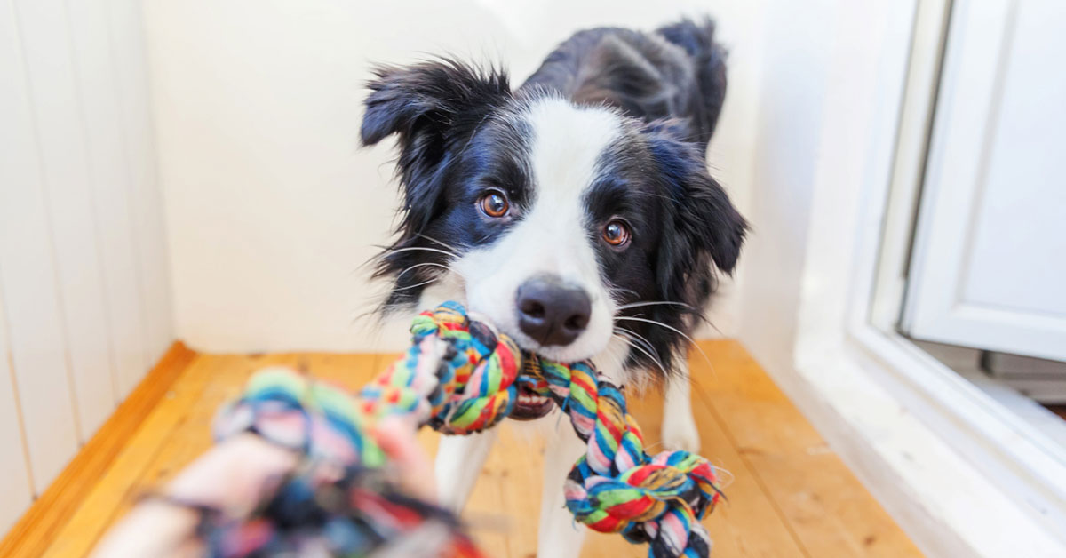 Köpek yaşı nasıl hesaplanır? İşte köpek yaşı tablosu Haberi