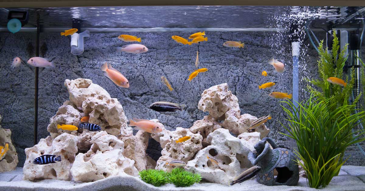 Akvaryum bitkileri nelerdir? İşte isimleri ve özellikleri Haberi