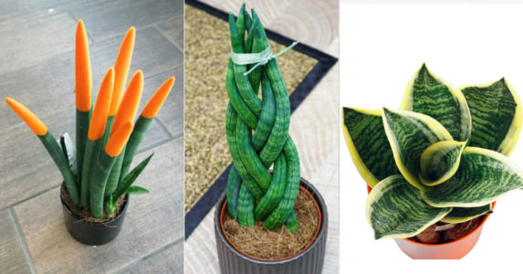 Sansevieria bakımı nasıl olmalı? Sansevieria çeşitleri ve özellikleri
