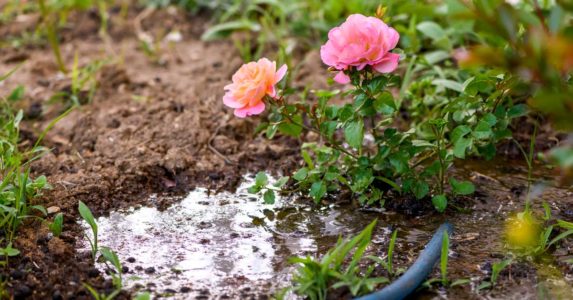 Haber kapak görseli