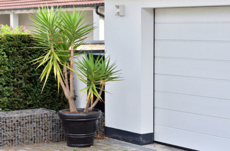 Yuka çiçeği bakımı nasıl yapılır? Yuka çiçek açar mı?