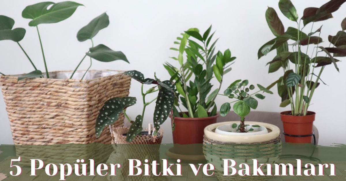 5 popüler bitki ve bakımlarıyla ilgili püf noktalar