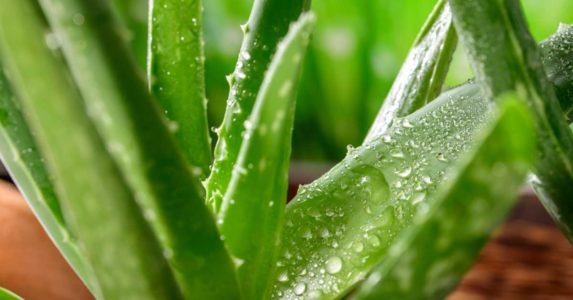 Aloe vera için bitki besini tarifi ve bakım tüyoları