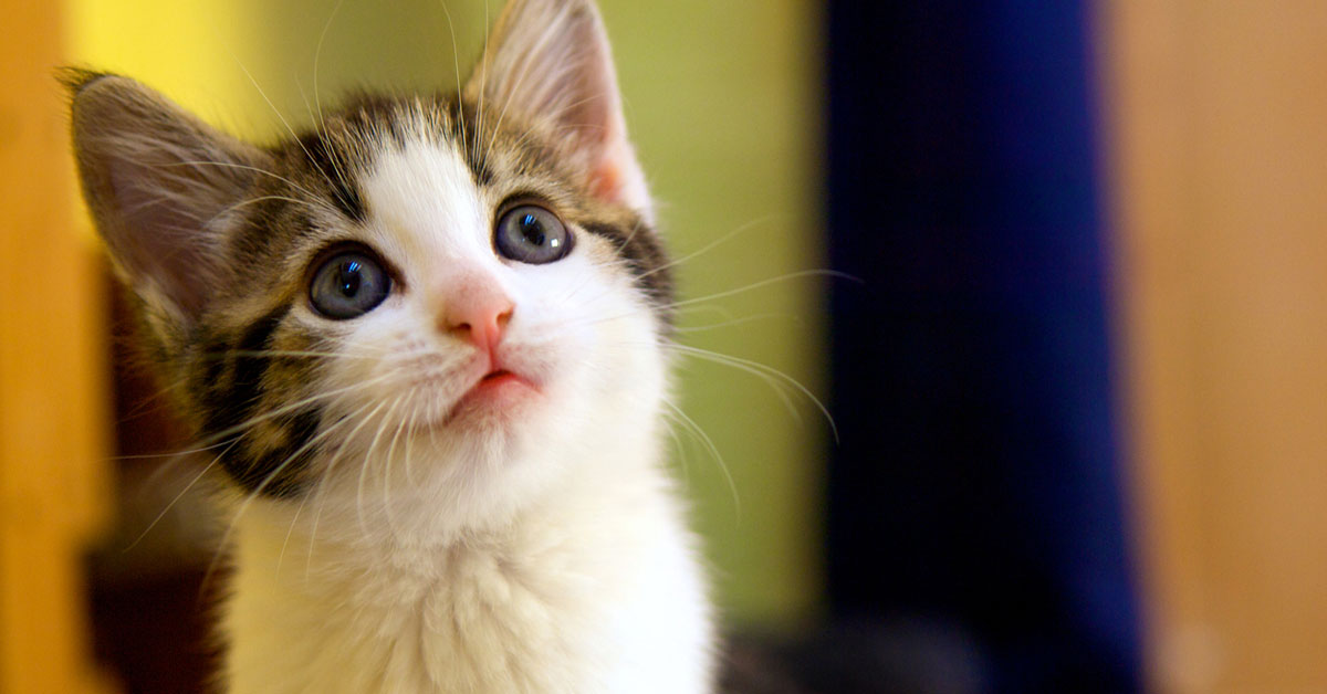 Yavru kedi eve nasıl alışır? Ne yapmalı? Haberi