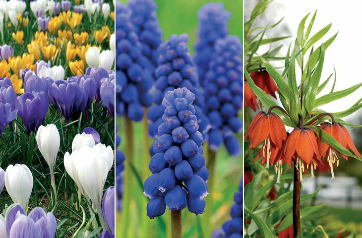 Ekim ayında hangi çiçekler ekilir? 10 soğanlı bitki çeşidi Haberi