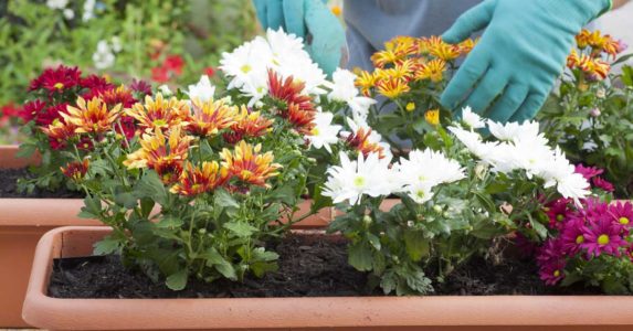 Kasım ayında gün gün bahçe işleri