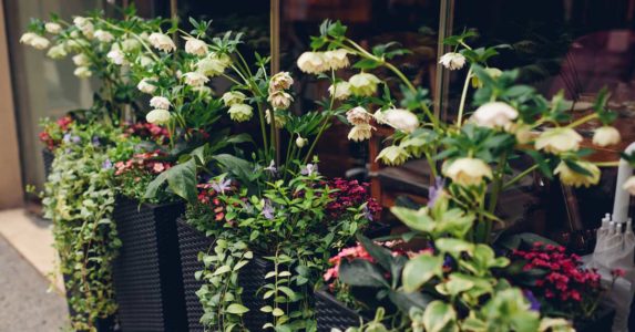 Aralık ayında ne ekilir? Çiçek, sebze ve meyveler