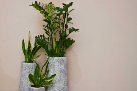 Yerden ısıtmalı ya da kaloriferli evlerde, ısıtmadan zarar görmeyen 5 iç mekan bitkisi