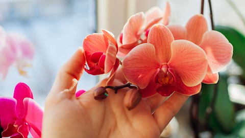 Haber kapak görseli