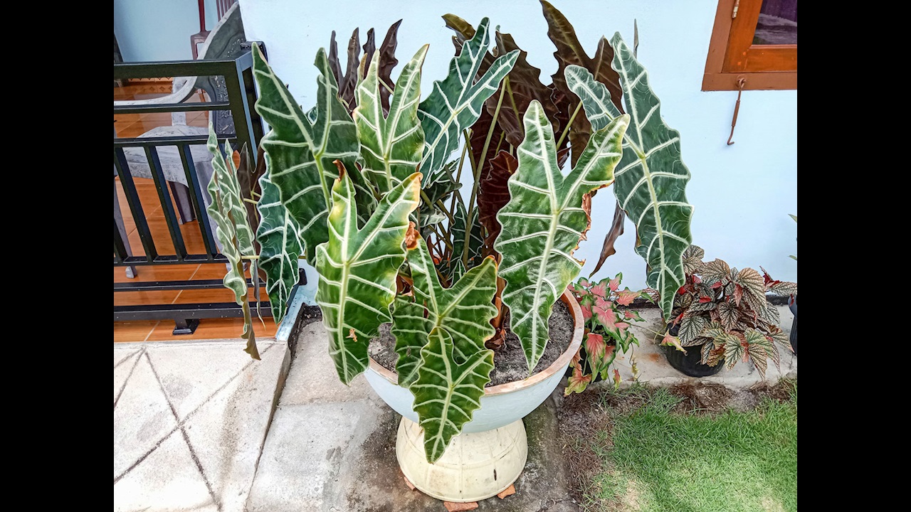 Fil kulağı bitkisi (Alocasia Polly) bakımı nasıl olmalı? Püf noktalar