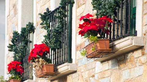 Ocak ayında bahçede yapılması gerekenler